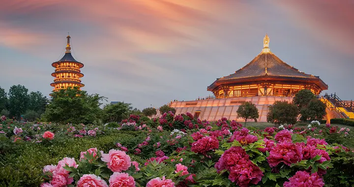 春日洛阳：一城牡丹，千年风华