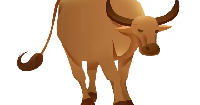 属牛2026丙午马年感情运势害太岁，上半年磨合，下半年回暖遇良缘