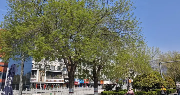 登封街头春景如画，谁还向往远方？