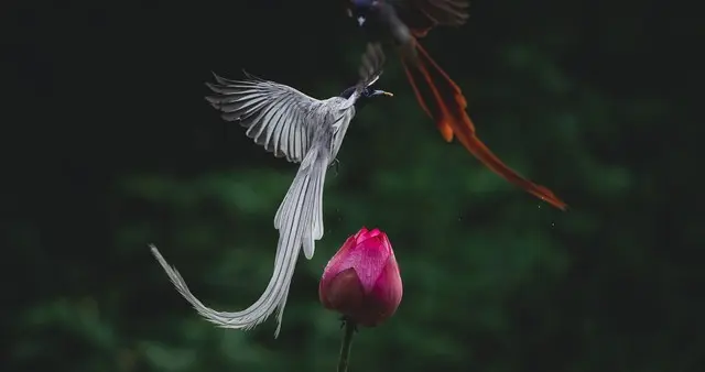 索尼A7M5拍鸟封神？它把高端功能做到了人人可及