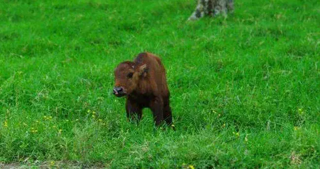 东北四大神兽 扯犊子居然真的是动物