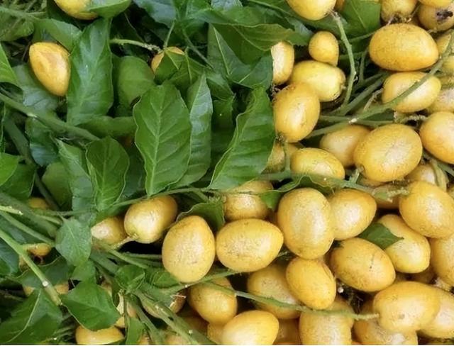 为什么夏天建议多吃黄皮？医生实话：多吃黄皮，或会收获4个好处