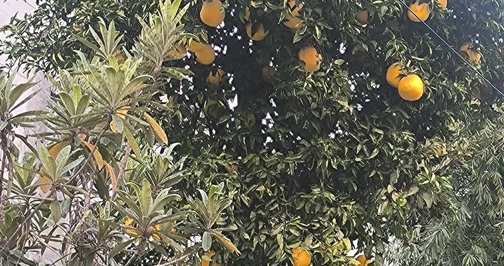 散文：我发现了一棵柚子树