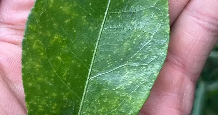 柑橘沙皮病全年管理：关键时期与有效药剂全知道！