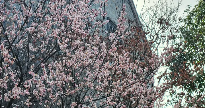 大年初二撞上雨水，接下来南京连晴升温直冲20℃，赏梅踏春正当时