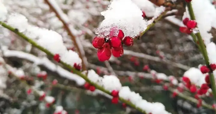 散文随笔||小雪至，雪未临