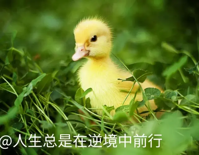 远离乡村上了餐桌的鸭子