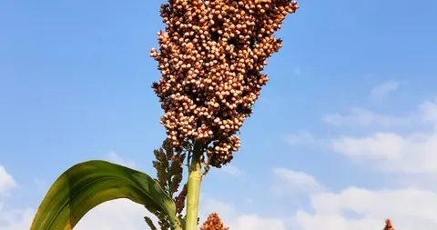 东北地区高粱种植黄金期，养活9000万东北人的故事