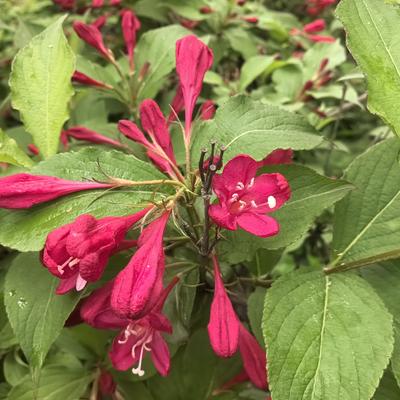 龚家言：惊艳的红色花朵，绽放出自然之美！