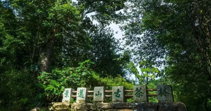 世遗景迈山古树茶：千年兰香入喉，每一口都是世界级的奢侈享受