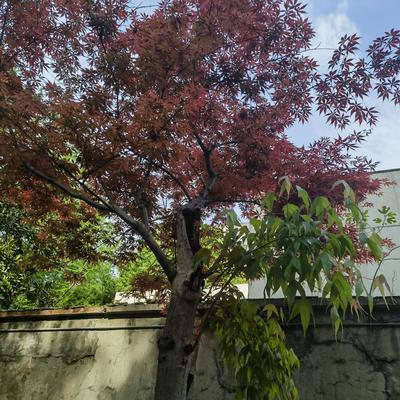 待踏马蹄清夜月：华科西区的这棵枫树长得奇