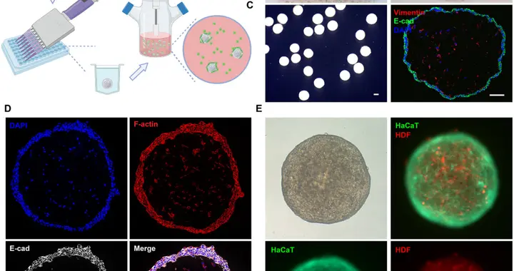 皮肤类器官科普及临床进展