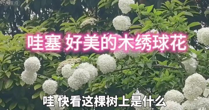 哇塞！好美的木绣球花！