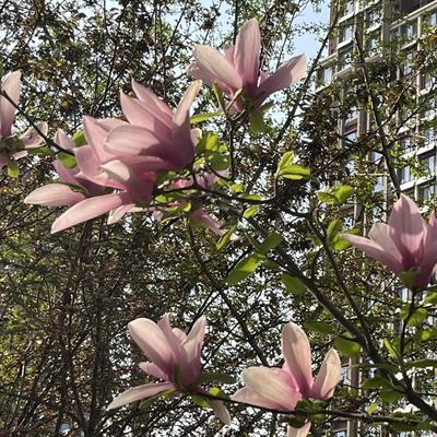 好人品谈楼市：如果不急，现在北京买二手房