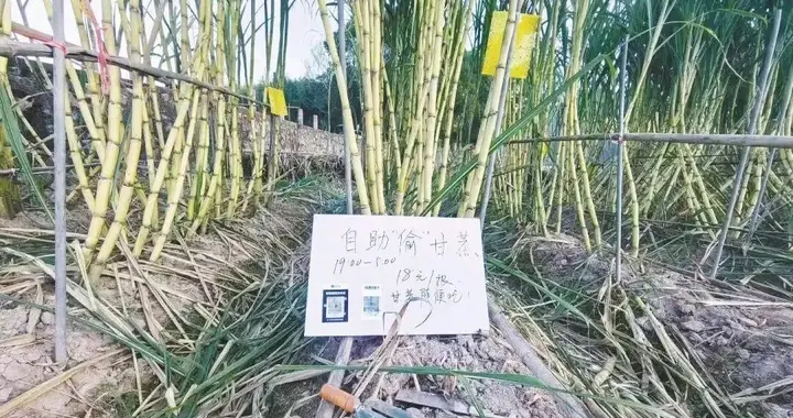 浙江老板太会玩！把甘蔗地变“偷糖基地”，四川网友：求开分地！