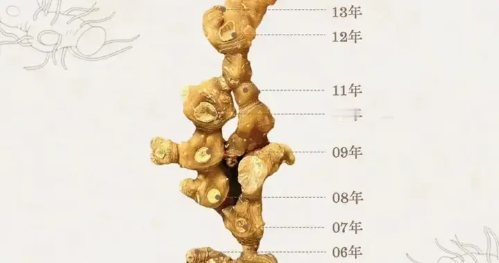 池州的“战略级黄精”，开始暴涨了