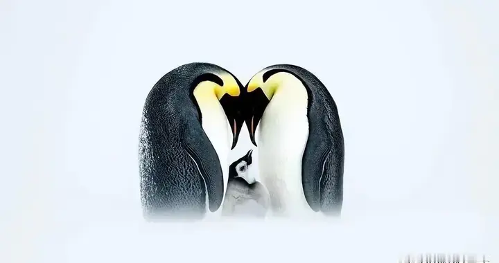 2025年最佳自然摄影作品欣赏