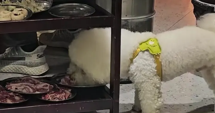 能养不能管，女子带狗进饭店，却偷吃隔壁桌的肉