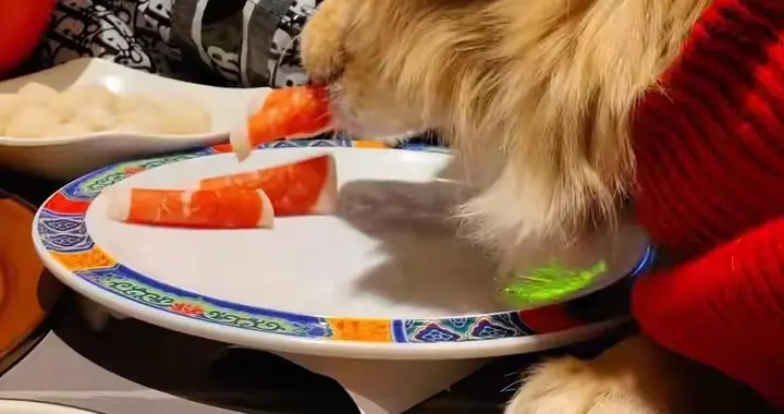 狗舔餐具事件新进展，品牌方将追究狗主人责任，网友：将近50万