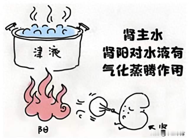 起夜多、尿频尿急，是肾虚吗？一个中成药补肾助阳，让夜尿下岗