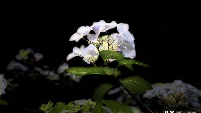 宋清辉：（1600）：至