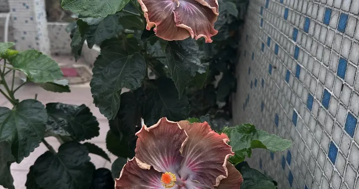 广东一女子的扶桑花，因开花“太奇特”，被网友戏称：成花妖了