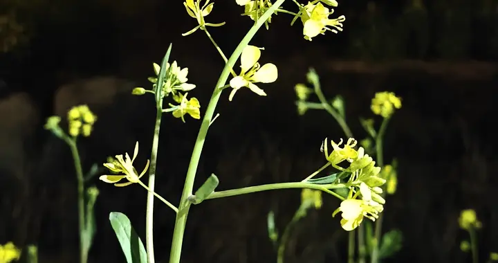 瓷都风暖 念亲如常