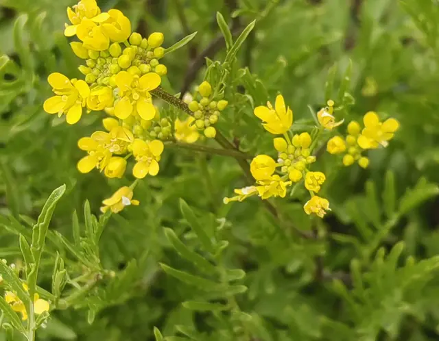 这个草本叫沼生蔊（hàn）菜