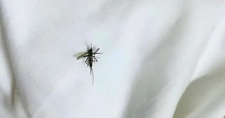 每年吃掉3000只蚊子，8年才能长大，却被人类作为美食大量捕捉