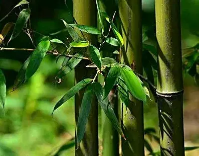 中国的十大植物，美丽吉祥