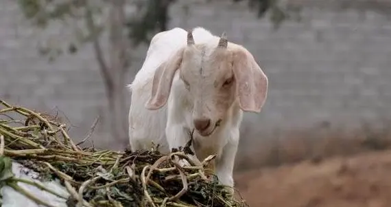 生肖运势-未羊（12月22日）