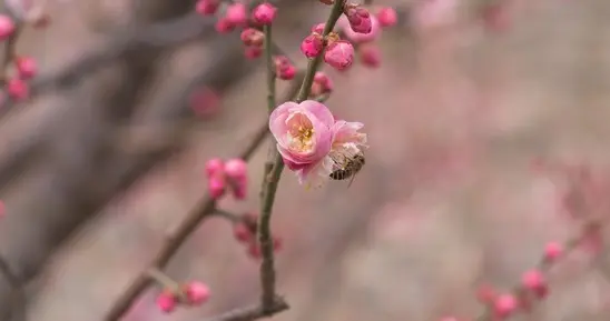 走近“小寒”邂逅三信花：梅花、茶花、水仙的寒冬浪漫之约（一）