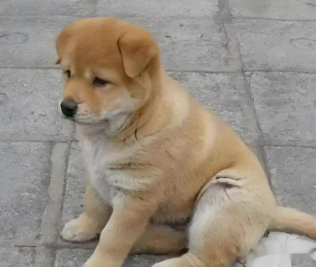 城市里最不建议养的犬种，中华田园犬，因为太忠诚护主