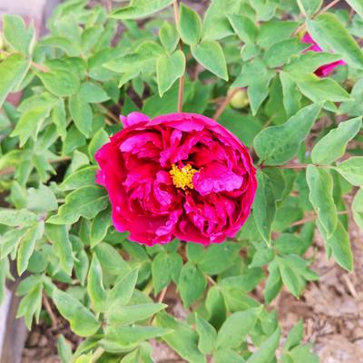 南星：老家的牡丹花开了，唐代牡丹为国花