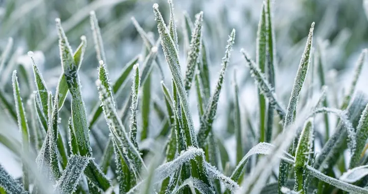 冬季作物防冻措施