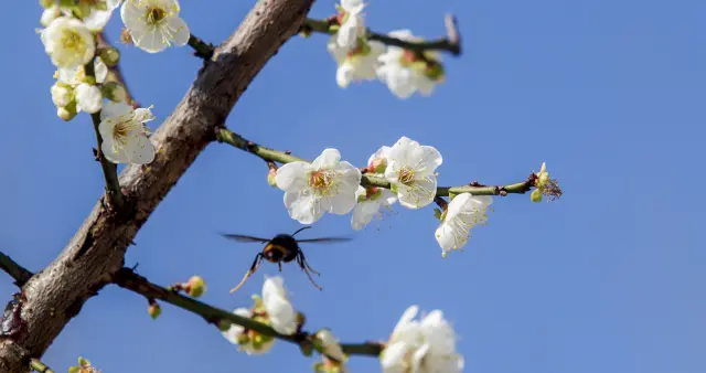 梅花不肯傍春光——韩偓《梅花》赏析