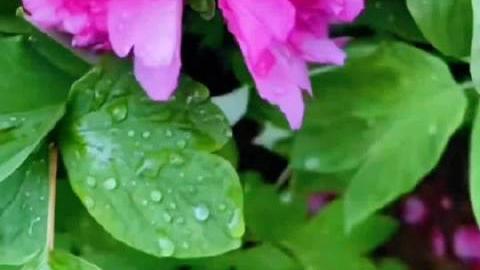 一往无前百香果Z：并蒂牡丹开，好运自然来