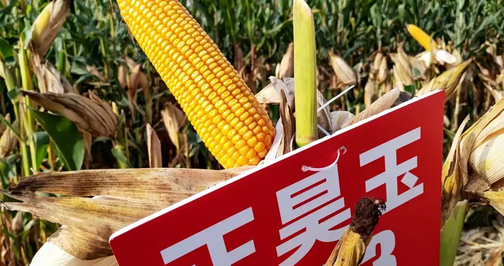 黄硬粒玉米新品种正昊玉403，引种栽培“靓”点多多，你心动没