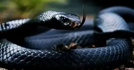 生肖运势-巳蛇（12月21日）