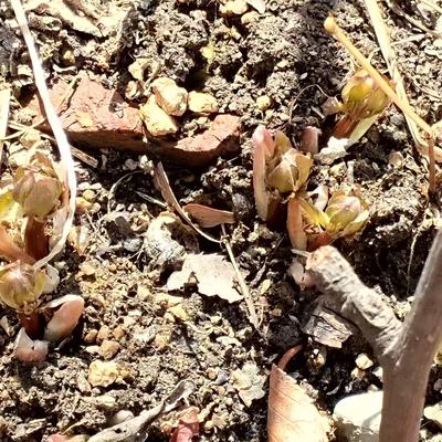 知足常乐868：与痛风斗争的历程206