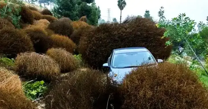 祸害美国120多年，入侵道路城镇无恶不作，在中国却被吃成濒危？