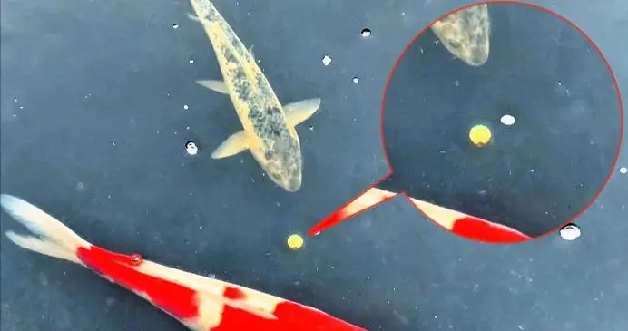 广东一男子寺庙里遇锦鲤自娱自乐似吐出内丹，它为何反复吞吐硬币