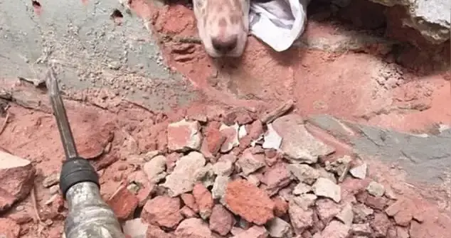 南宁铲屎官硬核操作！为救卡墙缝狗子，直接抡锤凿墙