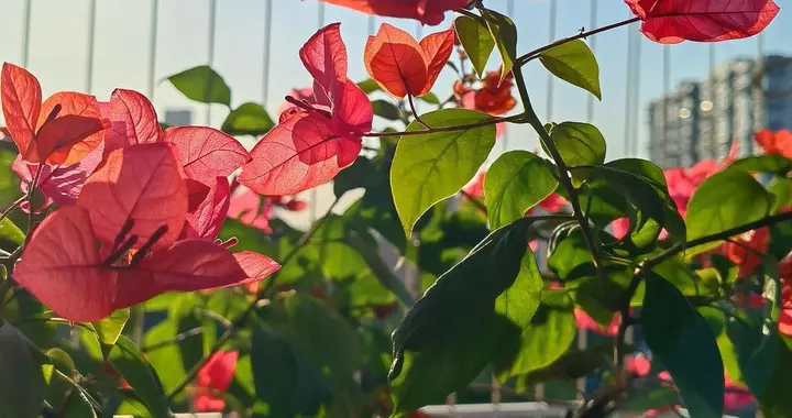 阳台三角梅疯长半米却不开花？我剪秃后悟透3招，如今花开成树