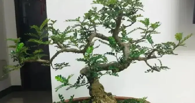 盆景盆土极少，为什么树木反而长势旺盛？核心技巧都在这