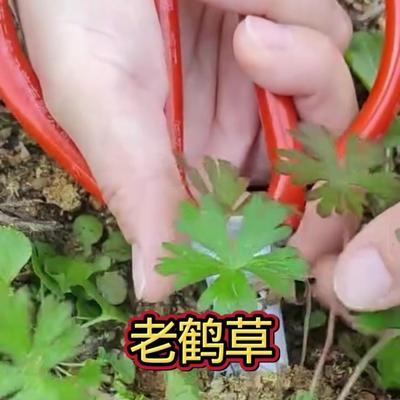 玲姐的乡草：🌿老鹳草是被收录进传统本草