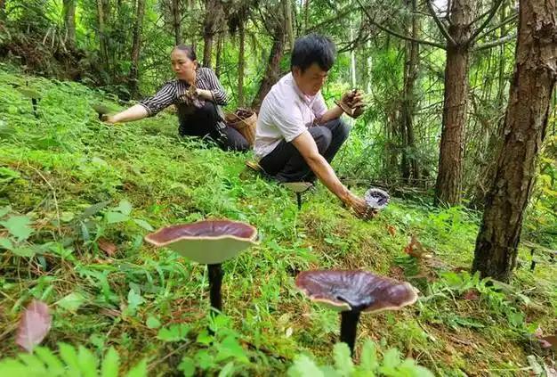 2015年，灵芝达人在黄山深处发现野生紫灵芝，遇巨型蕲蛇在前拦路