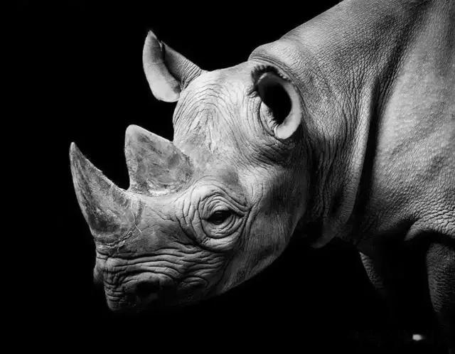 《灰犀牛》：在风暴来临前，成为清醒的“逆行者”