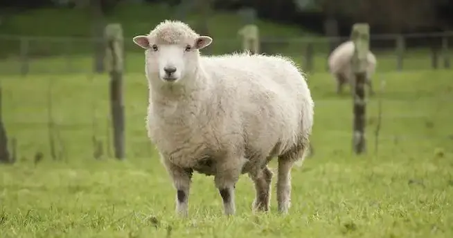 生肖运势-未羊（11月6日）