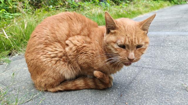 猪八猪不戒：周末的消息面依旧为美伊谈判所